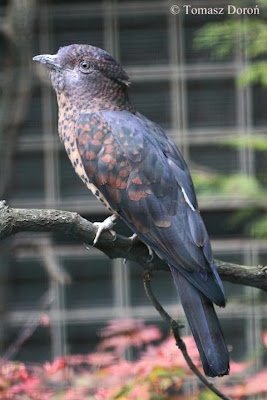 Carraca curot  Leptosomus discolor