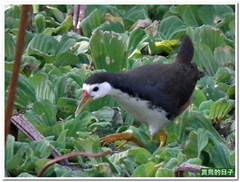 20101229_133216_025_BotanicalGarden