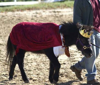 horse fancy dress