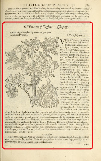 Описание картофеля в книге Джона Джерарда «The Herball or General History of Plantes» (1597 год)