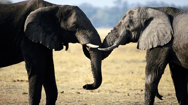 Two elephants playing with their trunks HD Wallpaper