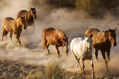 Fotografías de caballos III (Equinos de Pura Sangre)