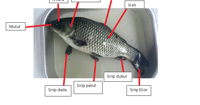 Blog Biologi Laporan Praktikum Struktur tubuh ikan 