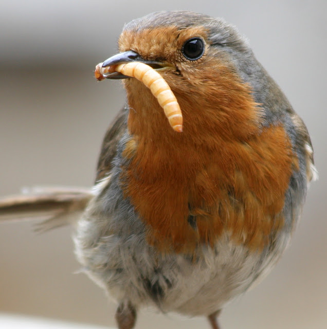 The Guide to Feeding Mealworms To Birds