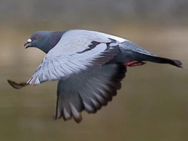 gambar-burung-dara-terbang