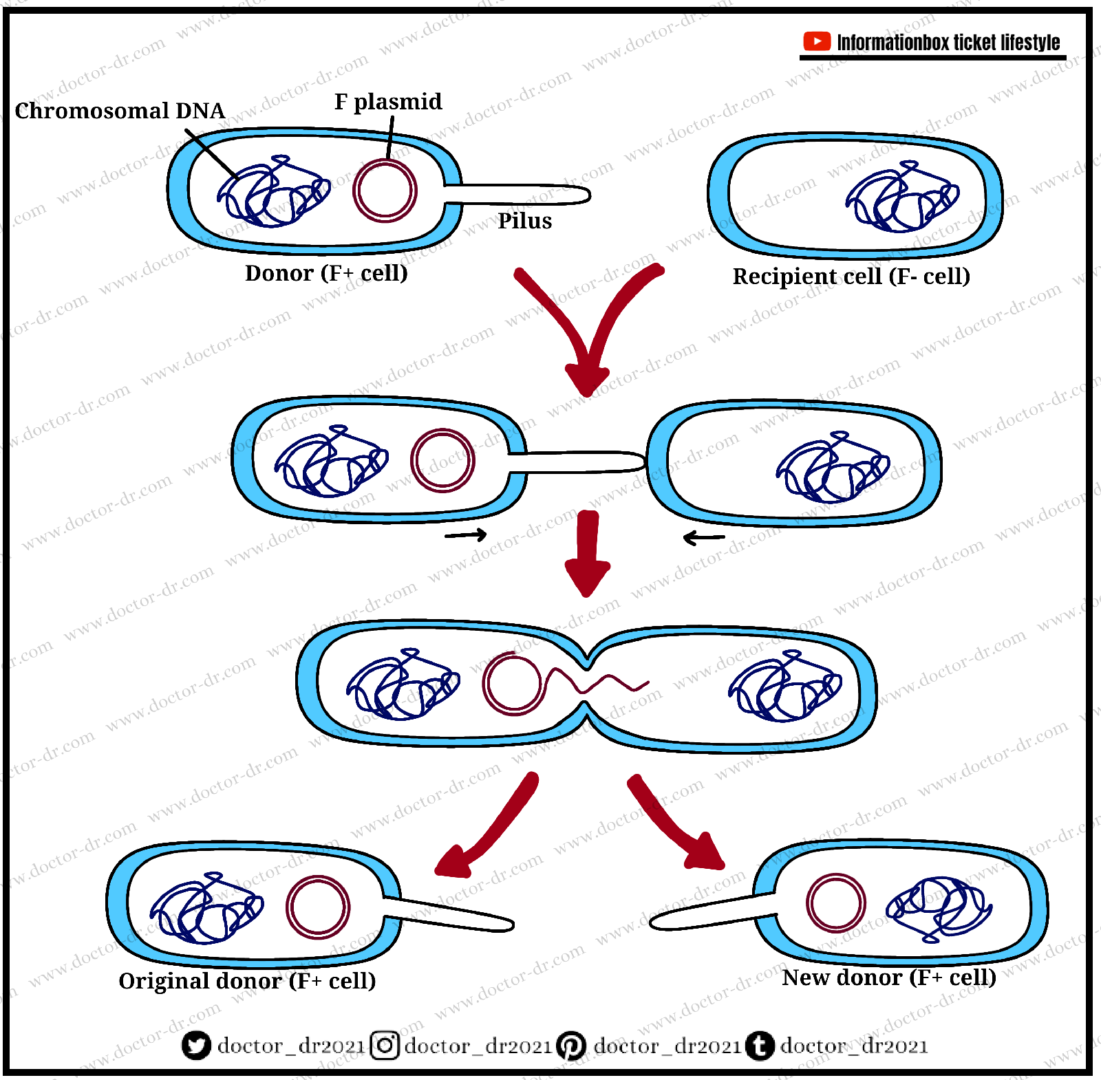 Plasmids by Doctor-dr