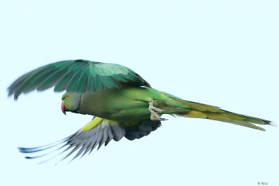 Rose-ringed Parakeet - resident