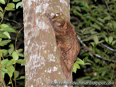 Malayan Colugos (Cynocephalus variegatus)