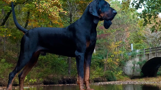 Black and Tan Coonhound