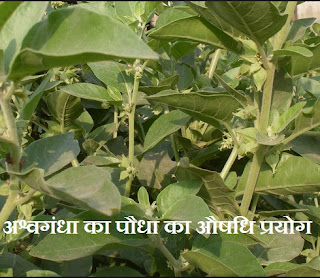 अश्वगन्धा के पत्ते से लाभ , Ashwagandha Se Labh