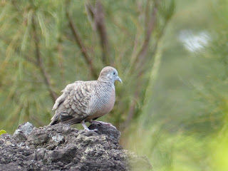 Geopelia striata - Géopélie zébrée - Colombe zébrée - Colombine zébrée - Tourterelle striée