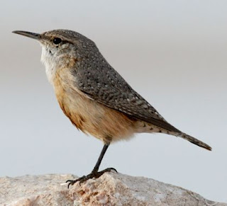 Suara burung rock wren untuk masteran