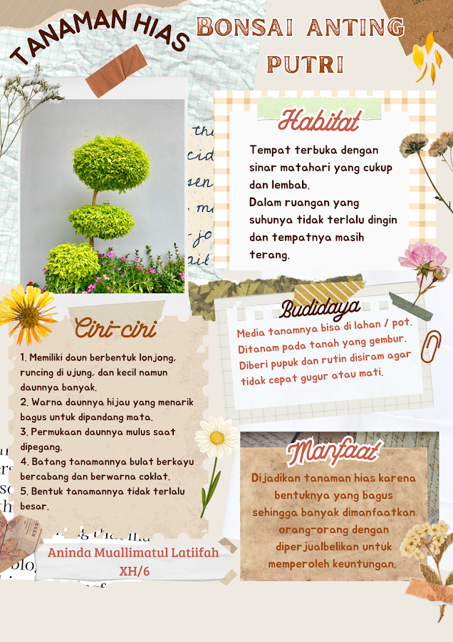 Infografik Laporan Hasil Observasi Tanaman Bonsai Anting Putri