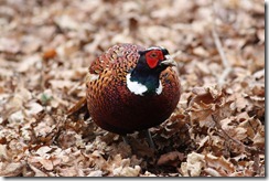 Pheasant
