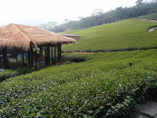 优游吧斯，阿里山最受欢迎的邹族旅游景点