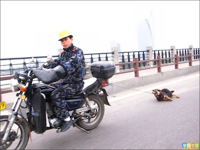 Kejam, Anjing Ini Diseret Menggunakan Motor Di Jalanan [ www.BlogApaAja.com ]