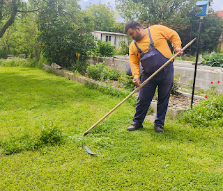 Cutting the grass the traditional way