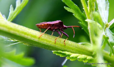 Insecte d'été