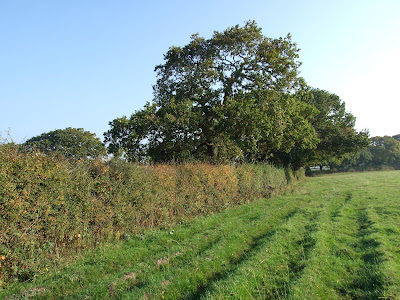 Hedgerow in farmland in Landican