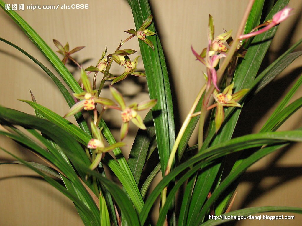 兰花 花:hua-09020512150304