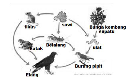 Prediksi Soal  Ujian Nasional Biologi SMA  Tahun 2019 