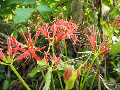 ヒガンバナ　彼岸花　曼珠沙華