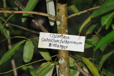 Calophyllum pulcherrimum