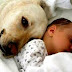 Bapa Tertidur Bayi Dimakan Anjing