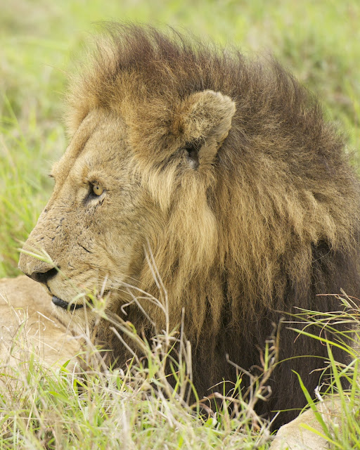 Lion- Male- South Africa- Safari