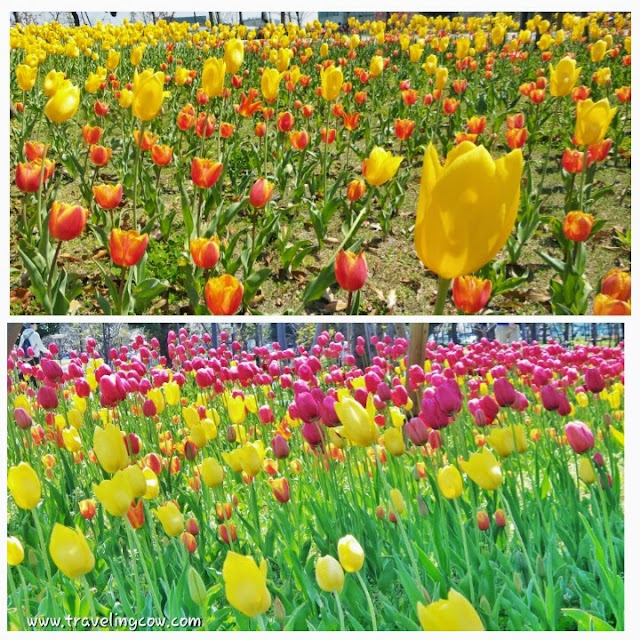 Tulip beraneka warna