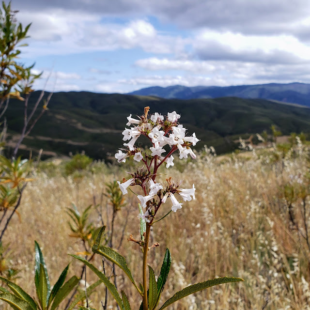 Wildflower along the Judge Davis trail in Cache Creek Wilderness