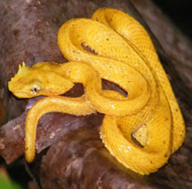 Eyelash Pit-Viper