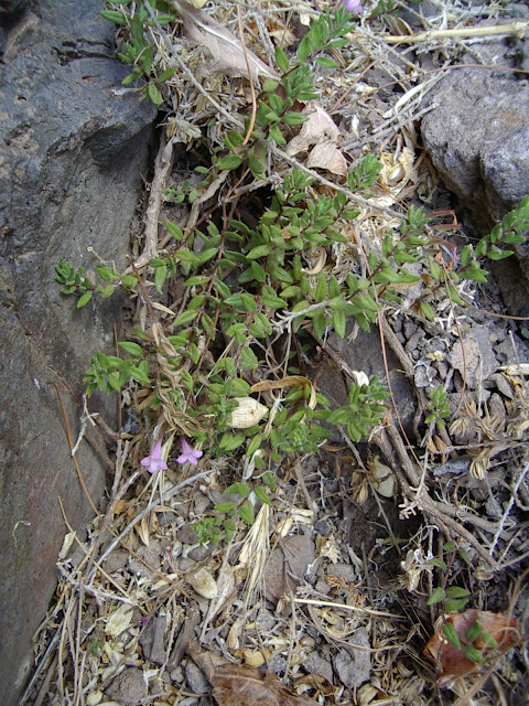 Micromeria helianthemifolia var. mary-annae 01