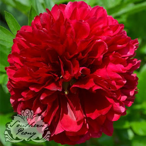 Peony 'Red Grace'