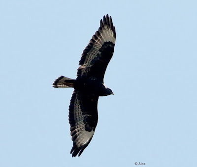 Common Buzzard