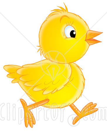 baby chicks pictures. aby chick pictures