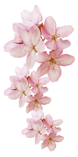 Flores y Hojas del Clipart de Osita Bebé.