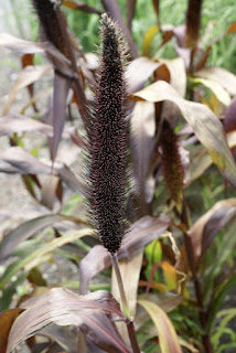 Pennisetum glaucum - Millet à chandelle - Millet perlé - Millet pourpre