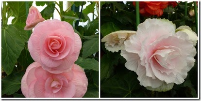 PicMonkey Collage Buds
