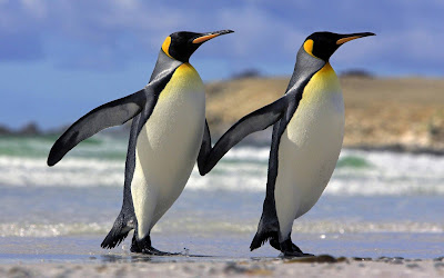 penguin parade widescreen hd desktop background wallpaper