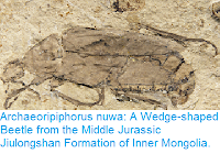 https://sciencythoughts.blogspot.com/2017/03/archaeoripiphorus-nuwa-wedge-shaped.html