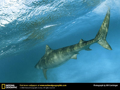 Tiger Shark - National Geographic