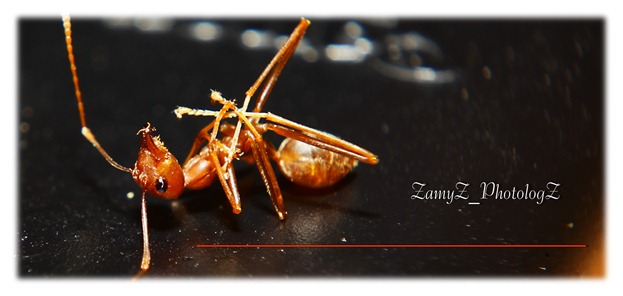 Dead ant2