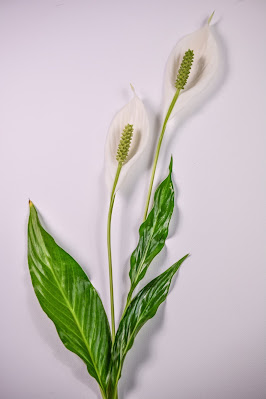 Peace Lily