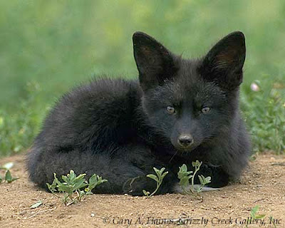 Black And White Wolf Pup. red anime wolf pup. krishjack