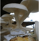 "cultivation of mushroom"