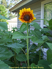 First Autumn Beauty Sunflower Blossom of 2014