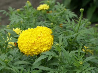 Tagetes erecta 'Crackerjack'