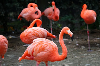 Greater Flamingo