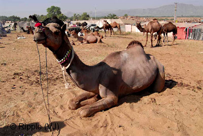 Posted by Ripple (VJ) :  Pushkar Camel Fair 2008 : Camel in relaxed mood @ Pushkar Camel fair 2008